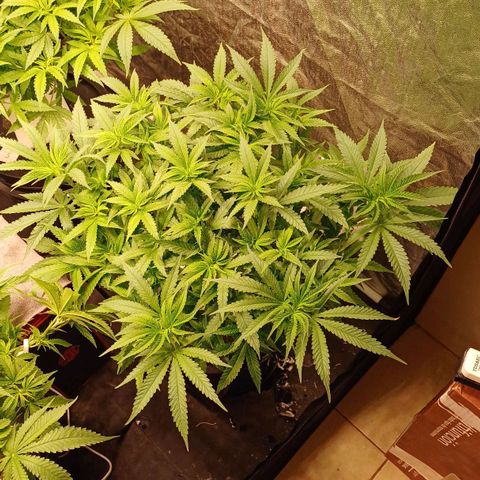 Jack Lemonade #2 growlog timeline photo