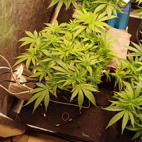 Jack Lemonade #1 growlog timeline photo