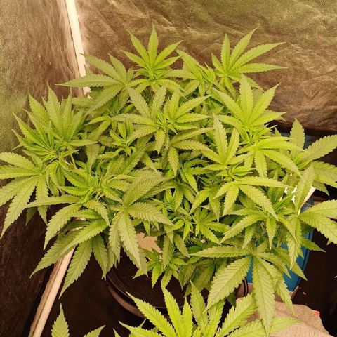 Jack Lemonade #4 growlog timeline photo