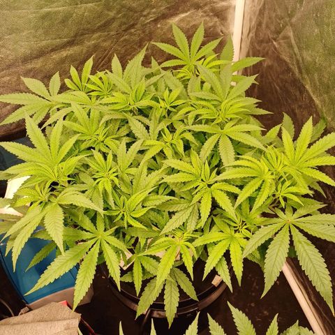 Jack Lemonade #3 growlog timeline photo