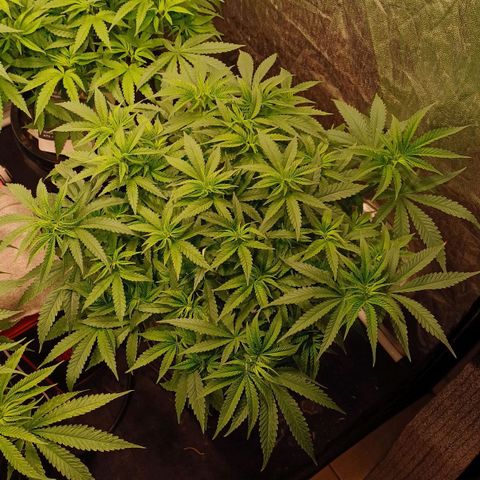 Jack Lemonade #2 growlog timeline photo