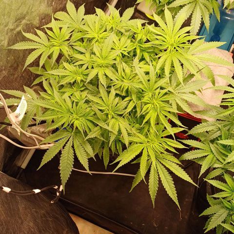 Jack Lemonade #1 growlog timeline photo
