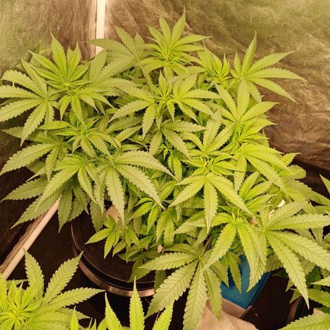 Jack Lemonade #4 growlog timeline photo