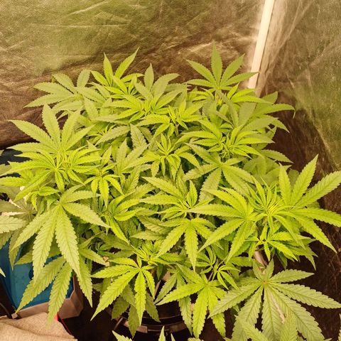 Jack Lemonade #3 growlog timeline photo
