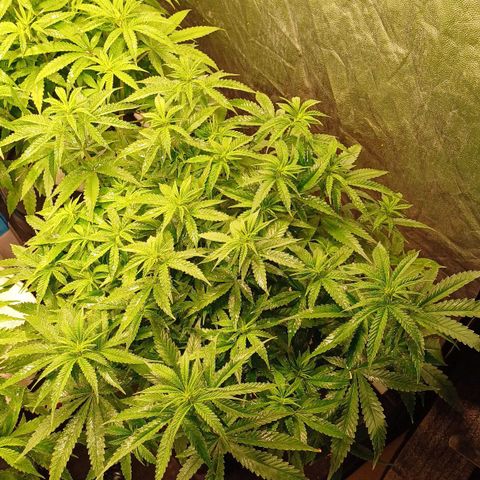 Jack Lemonade #2 growlog timeline photo