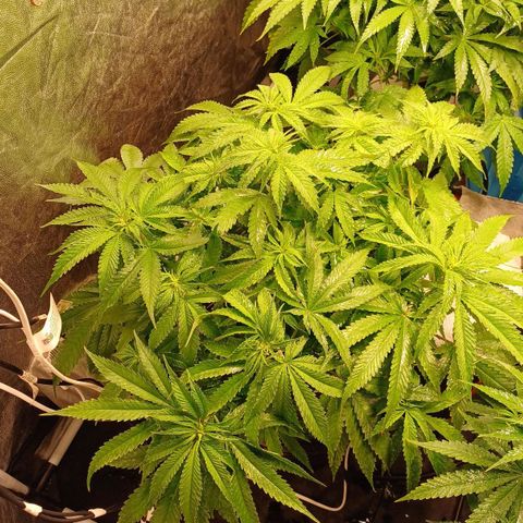 Jack Lemonade #1 growlog timeline photo