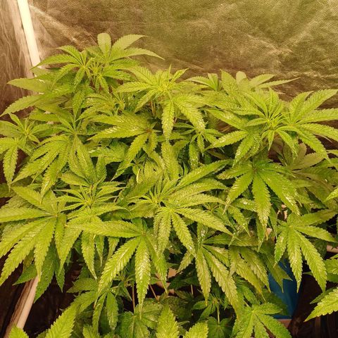 Jack Lemonade #4 growlog timeline photo