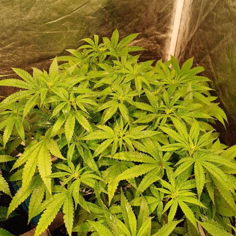 Jack Lemonade #3 growlog timeline photo