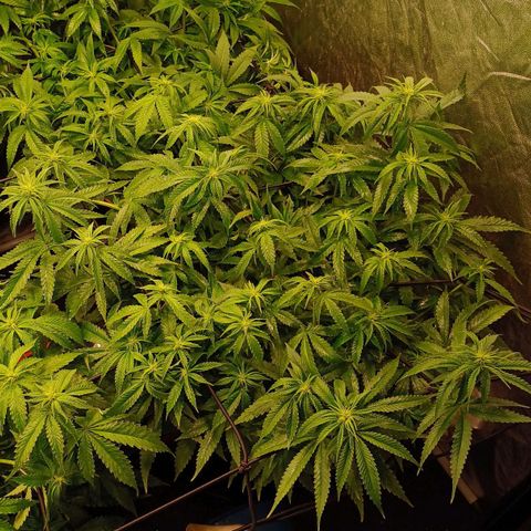 Jack Lemonade #2 growlog timeline photo