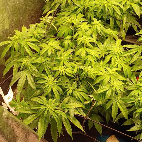 Jack Lemonade #1 growlog timeline photo