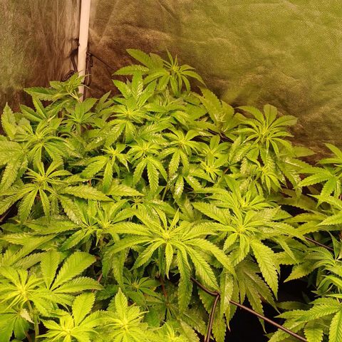 Jack Lemonade #4 growlog timeline photo