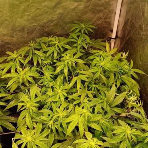 Jack Lemonade #3 growlog timeline photo