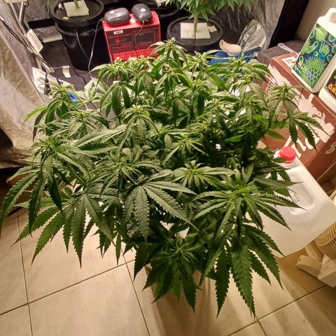 Jack Lemonade #1 growlog timeline photo