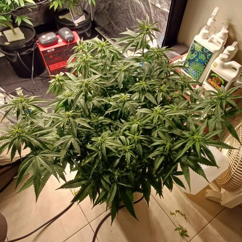 Jack Lemonade #2 growlog timeline photo