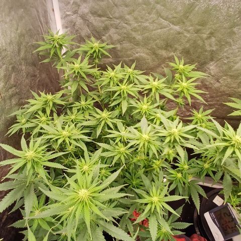 Jack Lemonade #2 growlog timeline photo