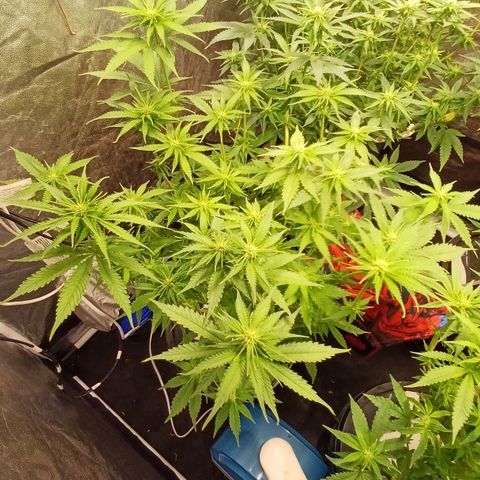 Jack Lemonade #1 growlog timeline photo