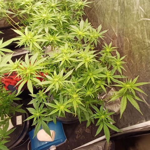 Jack Lemonade #4 growlog timeline photo