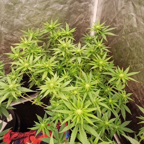 Jack Lemonade #3 growlog timeline photo