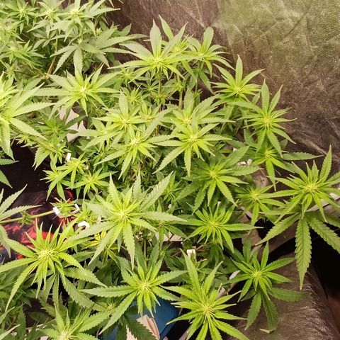 Jack Lemonade #4 growlog timeline photo