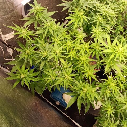 Jack Lemonade #1 growlog timeline photo