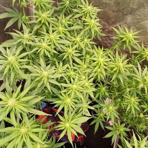 Jack Lemonade #2 growlog timeline photo