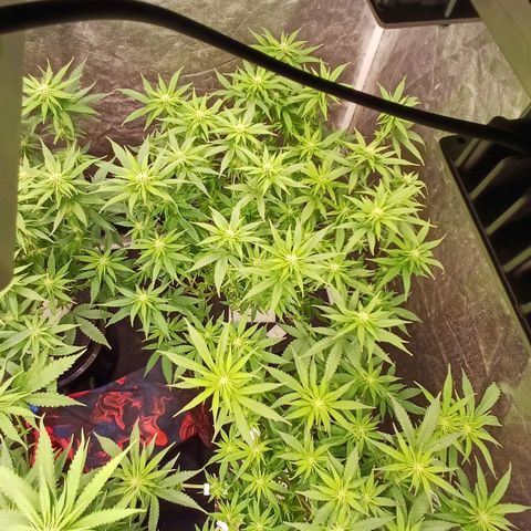 Jack Lemonade #3 growlog timeline photo