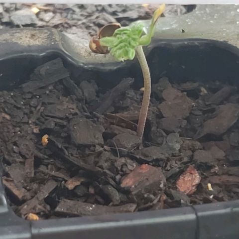 Somango XXL #2 growlog photo: Stage change from germination --> seedling