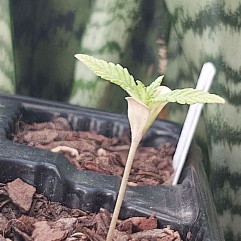 Somango XXL #1 growlog timeline photo