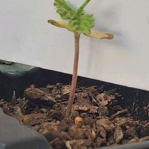 Somango XXL #2 growlog timeline photo