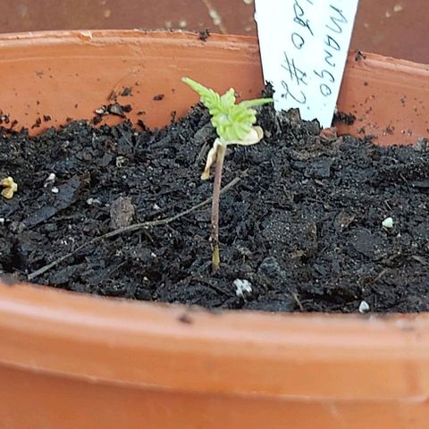Somango XXL #2 growlog timeline photo