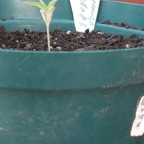 Somango XXL #1 growlog timeline photo