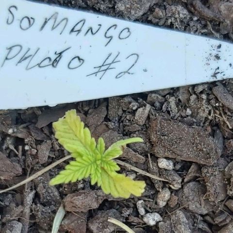 Somango XXL #2 growlog timeline photo