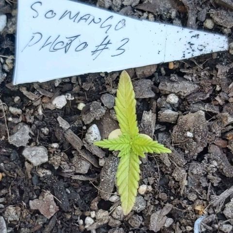 Somango XXL #1 growlog timeline photo