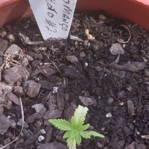 Somango XXL #2 growlog timeline photo