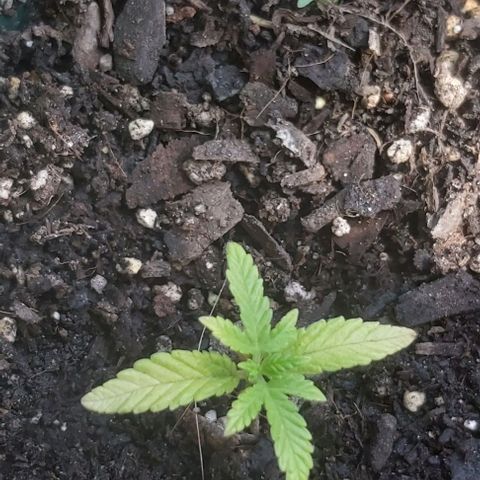 Somango XXL #1 growlog timeline photo