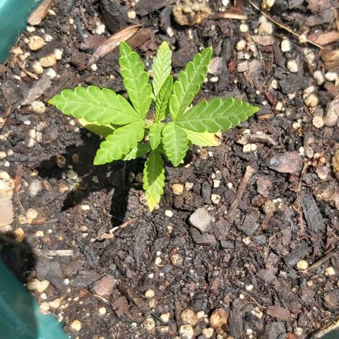 Somango XXL #1 growlog timeline photo