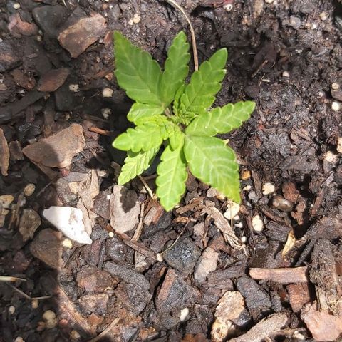 Somango XXL #2 growlog timeline photo