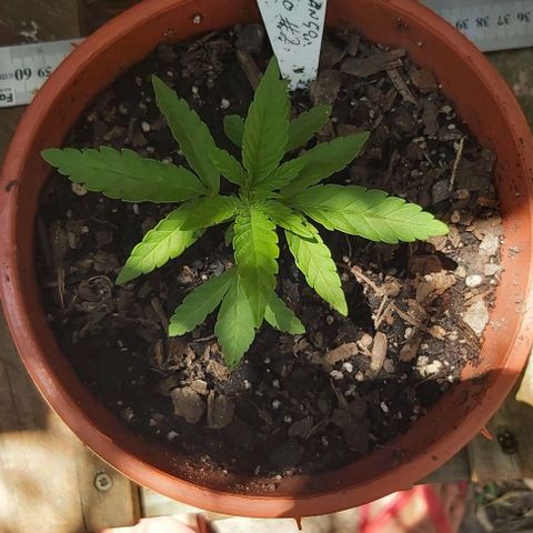 Somango XXL #2 growlog timeline photo