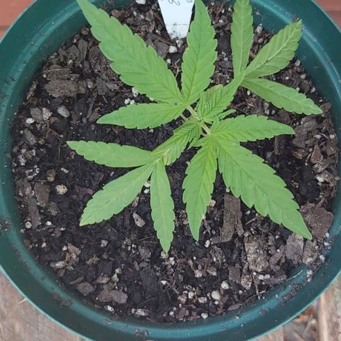 Somango XXL #1 growlog timeline photo