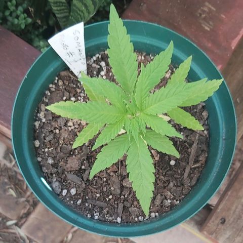Somango XXL #1 growlog photo: Pre transplant