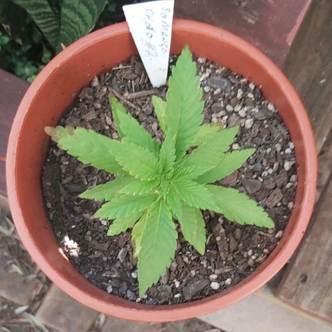 Somango XXL #2 growlog photo: Pre transplant