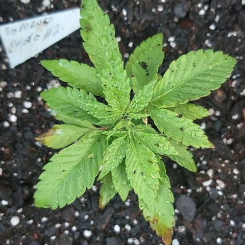 Somango XXL #2 growlog timeline photo