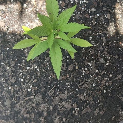 Somango XXL #1 growlog timeline photo