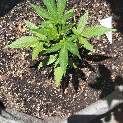 Somango XXL #1 growlog timeline photo