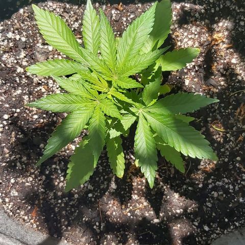 Somango XXL #2 growlog timeline photo