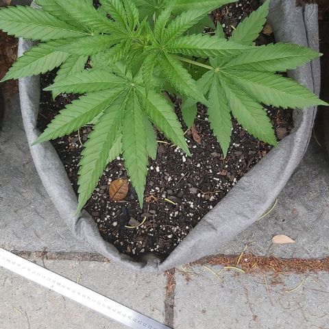 Somango XXL #2 growlog timeline photo