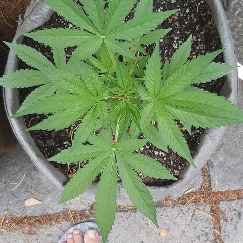 Somango XXL #1 growlog timeline photo
