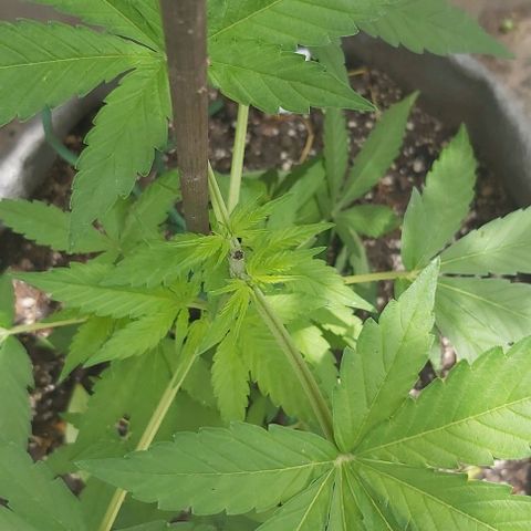 Somango XXL #1 growlog timeline photo