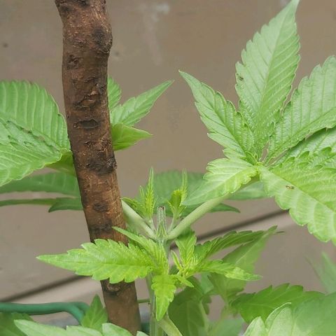 Somango XXL #2 growlog timeline photo