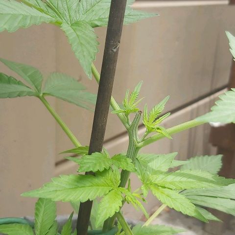 Somango XXL #1 growlog timeline photo